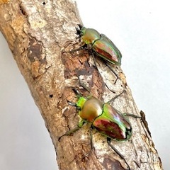 【ミニペア】ニジイロクワガタ ♂34mm ♀29mmの画像