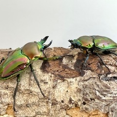 【ミニペア】ニジイロクワガタ ♂34mm ♀29mm