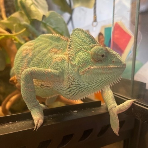 カメレオン︎︎ ♀