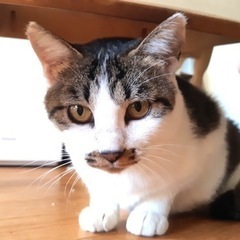 【大福／だいふく】7匹兄妹のお母さん猫 − 北海道