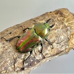 【美麗】ニジイロクワガタ ペア  ♂53mm ♀36mmの画像