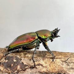 【美麗】ニジイロクワガタ ペア  ♂53mm ♀36mmの画像