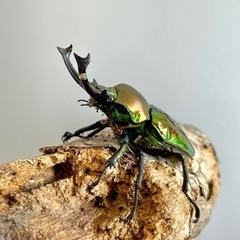 【美麗】ニジイロクワガタ ペア  ♂53mm ♀36mmの画像