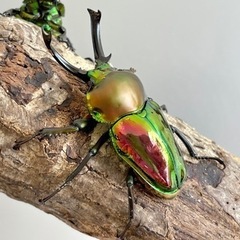 【美麗】ニジイロクワガタ ペア  ♂53mm ♀36mmの画像