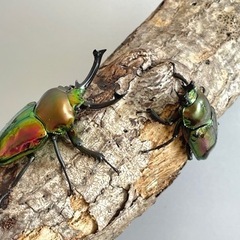 【美麗】ニジイロクワガタ ペア  ♂53mm ♀36mm