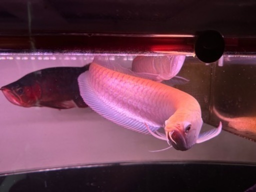 アルビノシルバーアロワナ 35cm~40cm