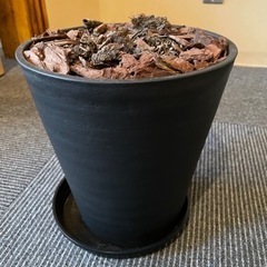 観葉植物の土&植木鉢