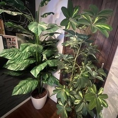 観葉植物（造花）無料
