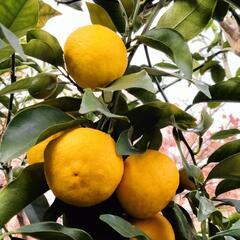 柚子4個で100円！の画像