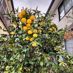 柚子4個で100円！の画像