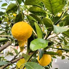 柚子4個で100円！の画像