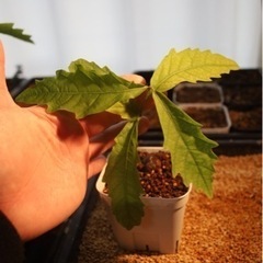 ミズナラ　実生　2株の画像