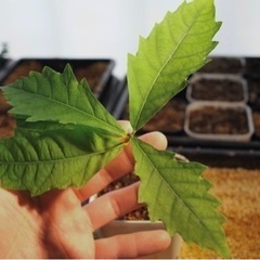 ミズナラ　実生　2株の画像