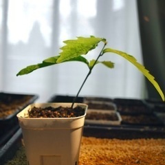 ミズナラ　実生　2株の画像