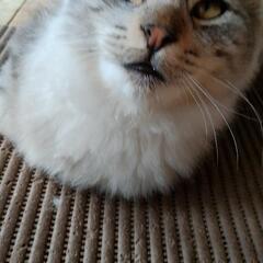 里親募集です