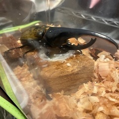 ヘラクレス成虫　♂5000円〜　ペア7000円〜