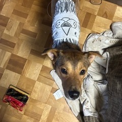 雑種２歳くらい