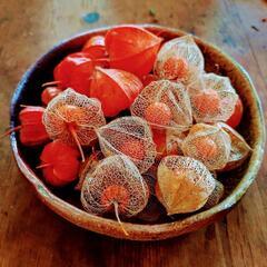 ほおずき（ドライ）