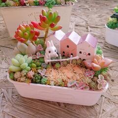 多肉植物  寄せ植え
