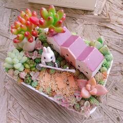 多肉植物  寄せ植えの画像