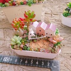 多肉植物  寄せ植えの画像