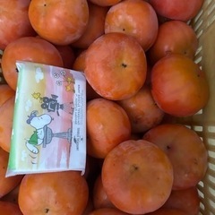 取引中です！かつらぎ町の富有柿＊100個2000円 不揃い