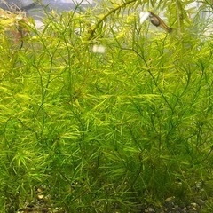 水草　ナヤス　カナダモ　バリスネア　バケツいっぱい