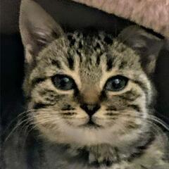 まん丸お顔のキジちゃん♂☆