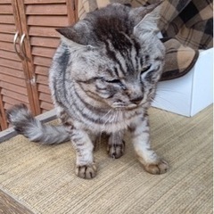サバトラと茶トラの野良ちゃん - 猫