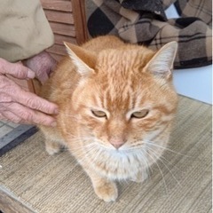 サバトラと茶トラの野良ちゃん − 岡山県