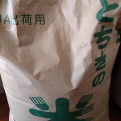 玄米　とちぎのこめ　コシヒカリ