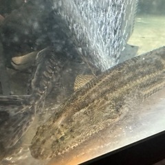 ポリプテルス　ビキールコリバ　ブリード個体　40cm前後　死着保...
