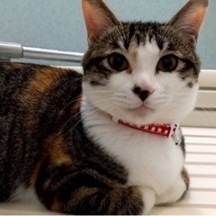甘えん坊な三毛猫さんです🩷