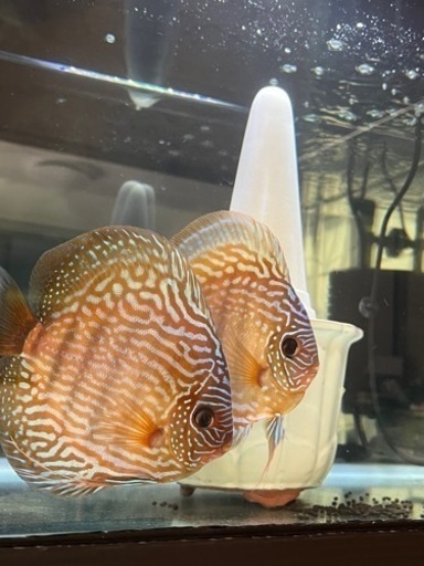 クリペアロイヤルディスカスペア