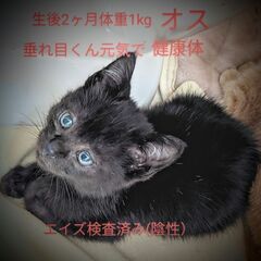生後2ヶ月半くらいの子猫2匹　