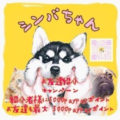 愛知県名古屋市でブリーダーの飼育したワンちゃんをお求めの方は シンバちゃん名古屋店 までご連絡ください - 名古屋市