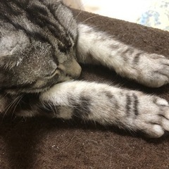 🎄関東圏内メンタルグルメン募集🎄 − 千葉県