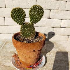 ミッキーのサボテンの画像