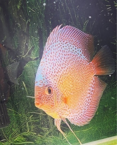 スパイダーフェースレオパードスネークスキンディスカス