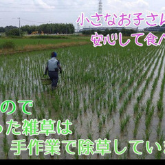 減農薬✨6年産★新米ヒノヒカリ玄米30キロ①