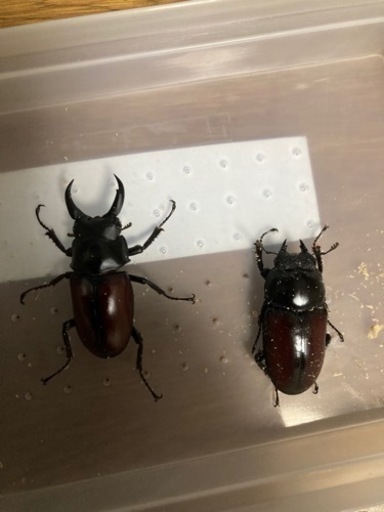 24年ブリード用:ドンキエルコクワ別血統PA