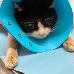 毛布やバスタオル等。保護猫の為