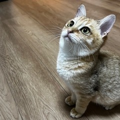 トライアル決　チャイ　オス　約3ヶ月