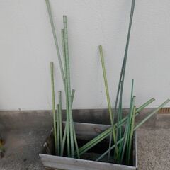 折れた畑の支柱の画像