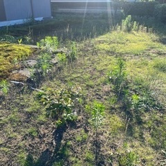 草刈り、草の根抜きやります。