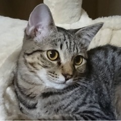 生後約6か月（男の子）キジちゃん