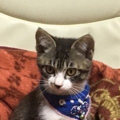 【里親候補の方と話を進めています】生後3ヶ月前後の子猫（メス）