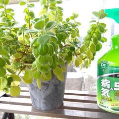アロマティカス　大きめサイズ　ハーブ　多肉植物　ゴキブリ避け