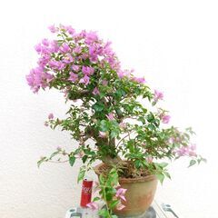 ブーゲンビリア斜幹