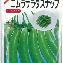 甘いスナップエンドウの苗４株１００円